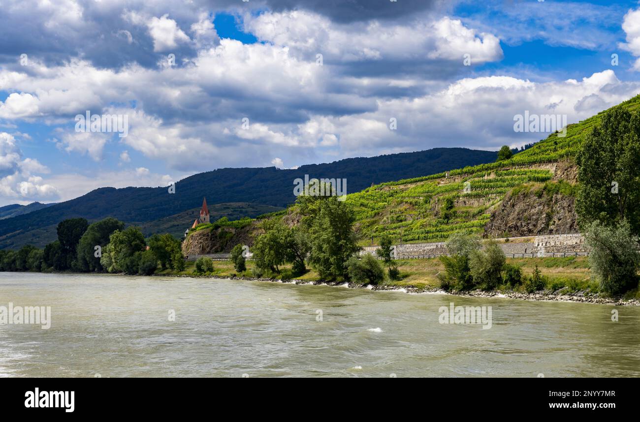 Viñedos en el valle del Danubio en Austria Foto de stock