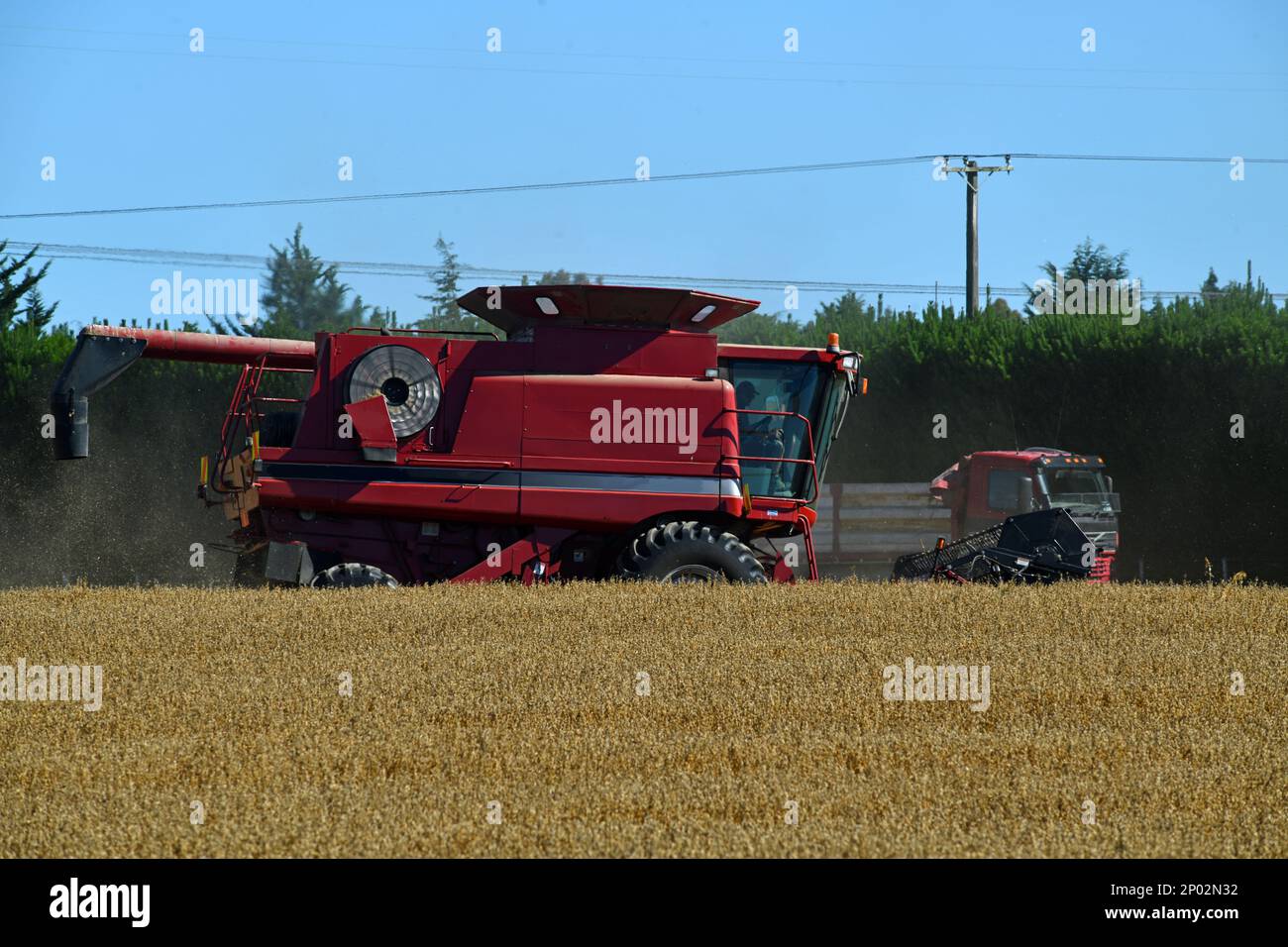 Una cosechadora recoge la cosecha de trigo de la nueva temporada en las llanuras de Canterbury, Isla Sur, Nueva Zelanda Foto de stock