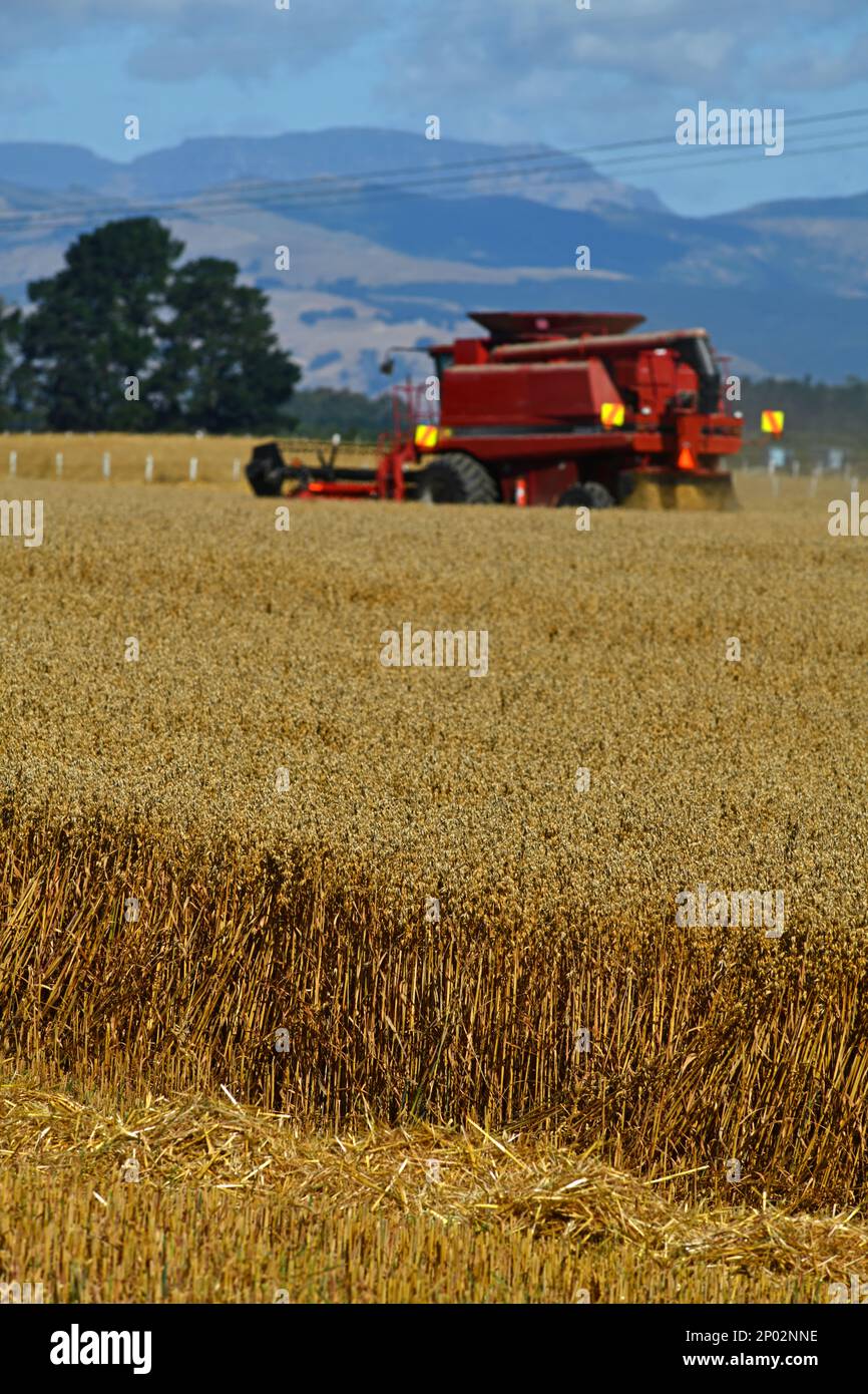 Una cosechadora recoge la cosecha de trigo de la nueva temporada en las llanuras de Canterbury, Isla Sur, Nueva Zelanda Foto de stock