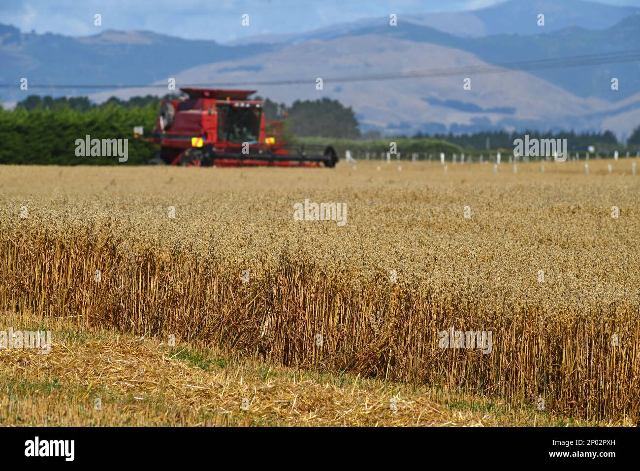 Una cosechadora recoge la cosecha de trigo de la nueva temporada en las llanuras de Canterbury, Isla Sur, Nueva Zelanda Foto de stock