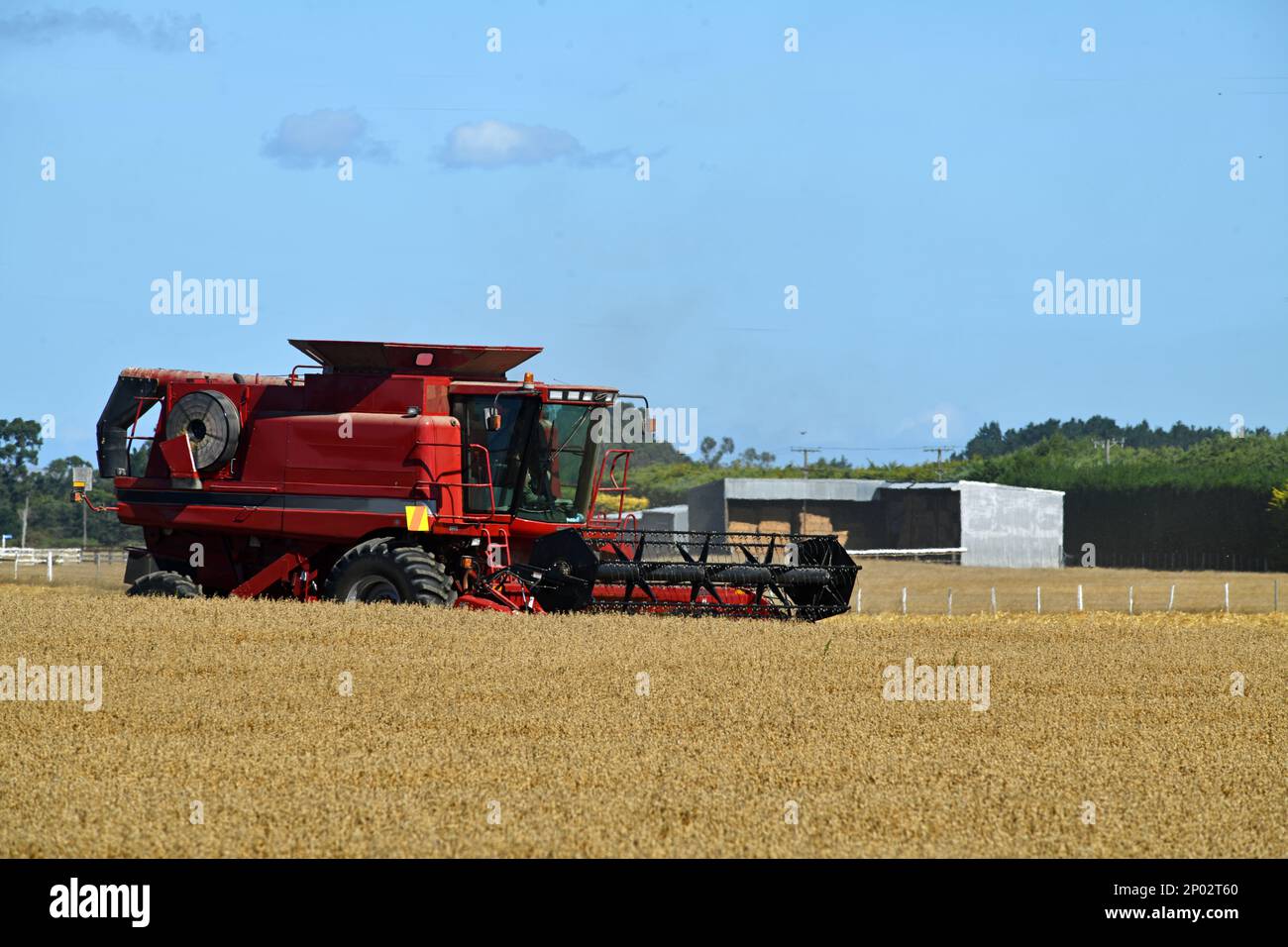 Una cosechadora recoge la cosecha de trigo de la nueva temporada en las llanuras de Canterbury, Isla Sur, Nueva Zelanda Foto de stock