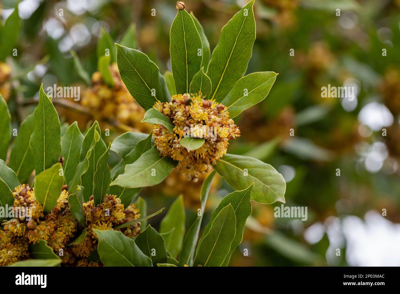 Laurus nobilis, laurel griego o laurel verdadero dulce es un árbol ...