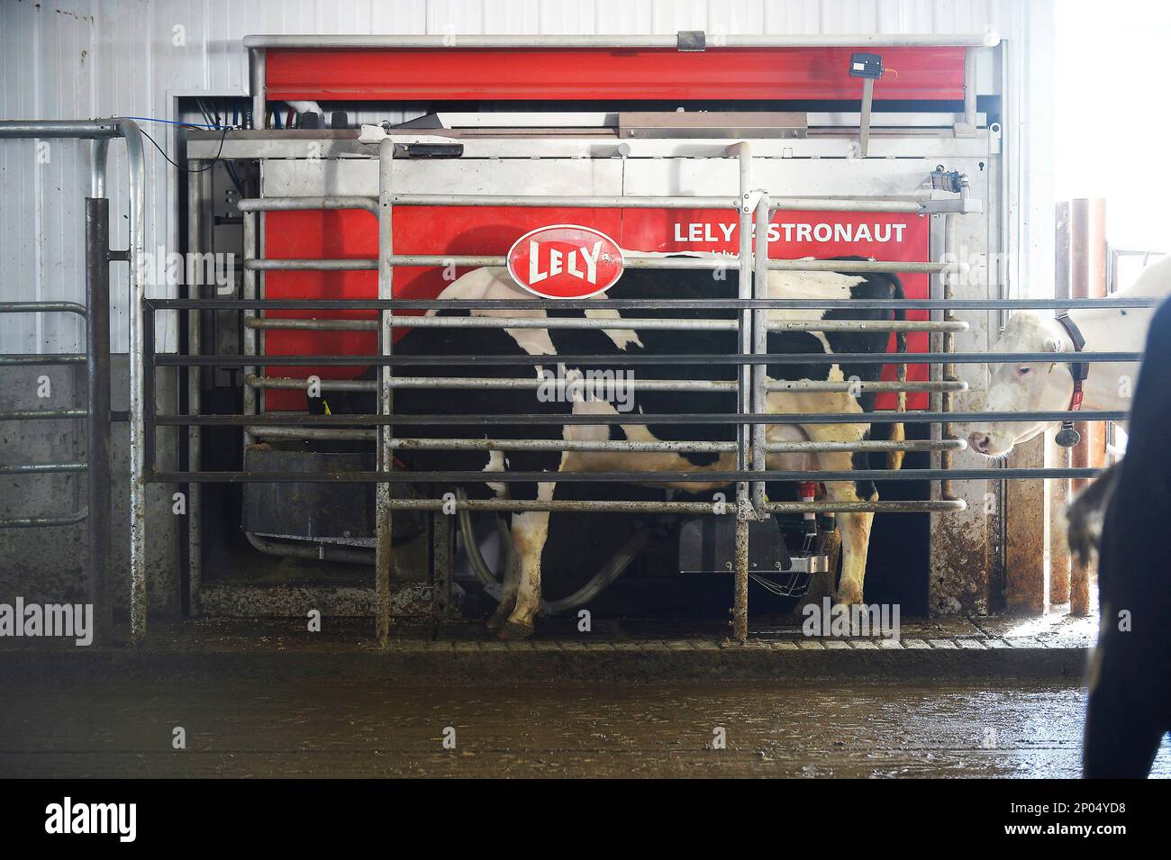In this March 2, 2017 photo, a cow is milked by a robot at Demerath
