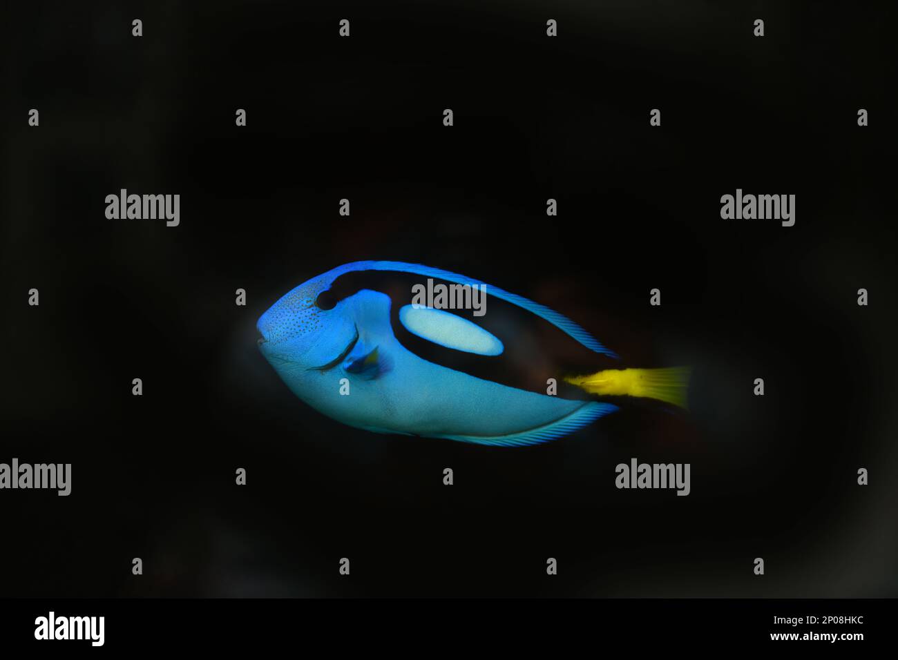 Paracanthurus hepatus es una especie de pez cirujano Indo-Pacífico, un