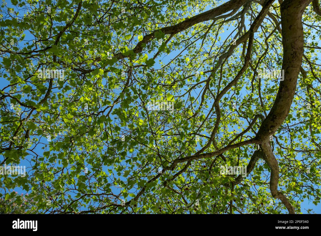 Árbol de avión-hojas de arce (Platanus) Foto de stock