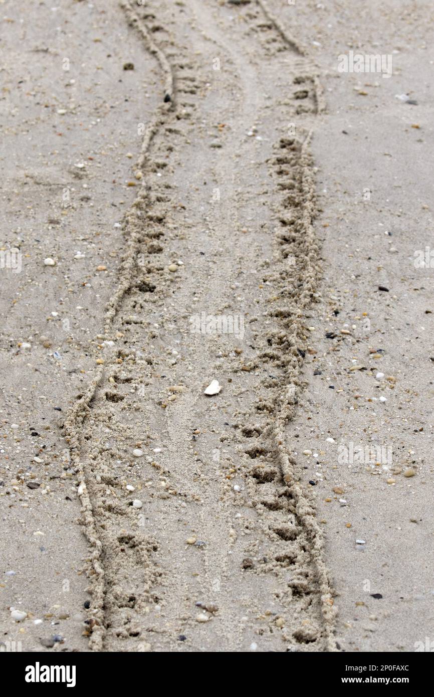 Animales, Otros animales, Cangrejos de punta de flecha, Pistas en la arena de un Cangrejo Horseshoe Atlántico, Limulus polyphemus Foto de stock