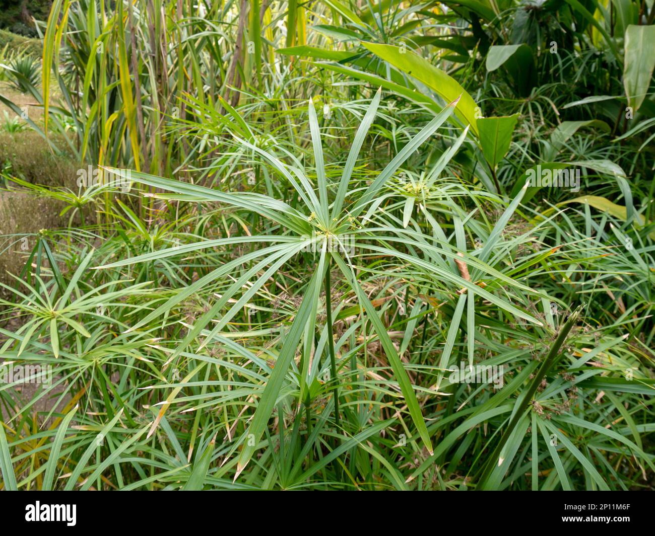 Cyperus involucratus o planta de paraguas o coser de paraguas o planta perenne acuática de hierba de papiro enano Foto de stock