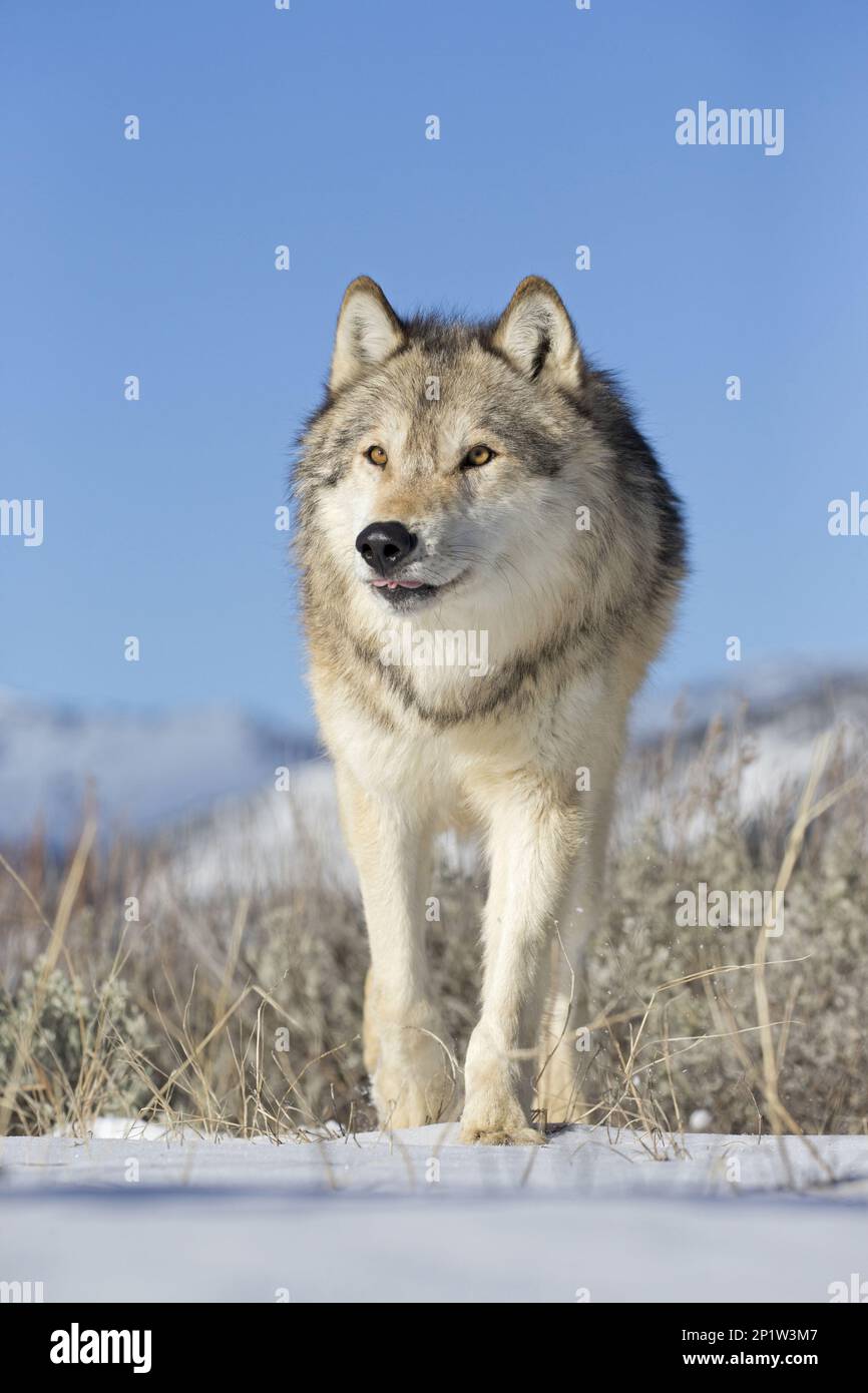 Lobo, lobos grises (Canis lupus), perro-como, depredadores, mamíferos,  animales, Lobo gris adulto, caminando sobre la nieve, Montana, U. S. A.  Febrero (cautivo Fotografía de stock - Alamy