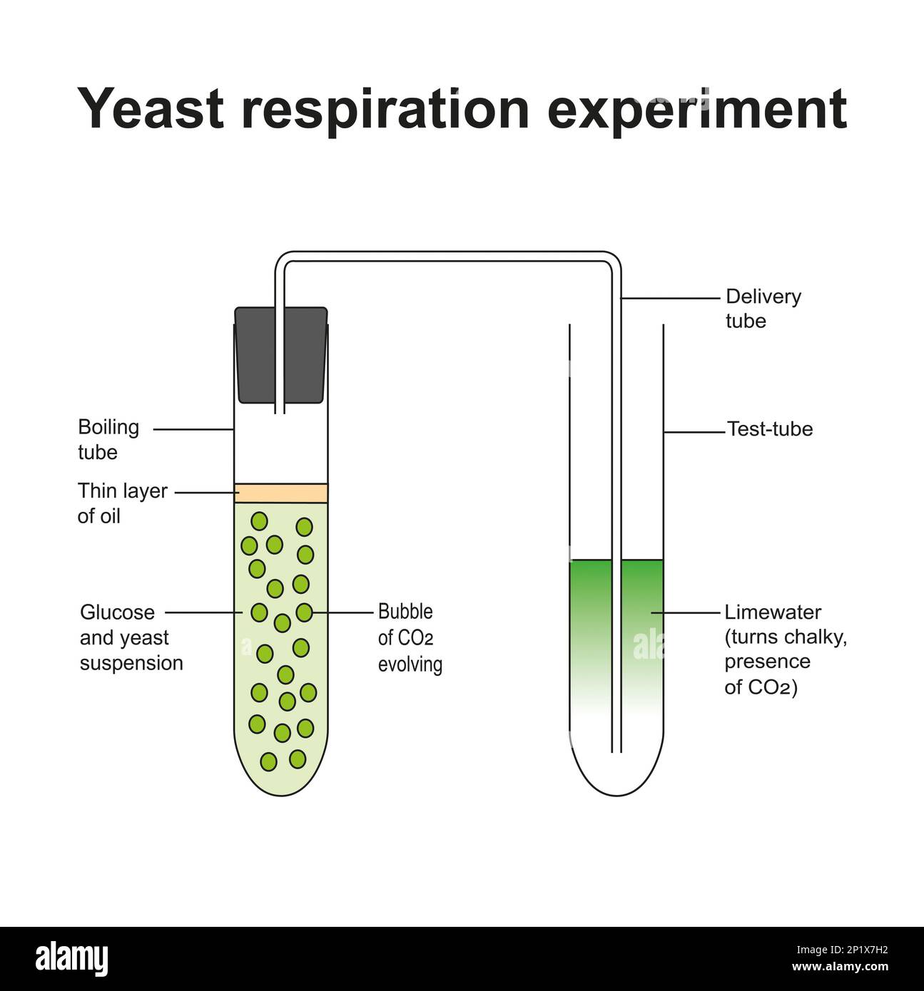 Experimento de respiración anaeróbica, ilustración Foto de stock