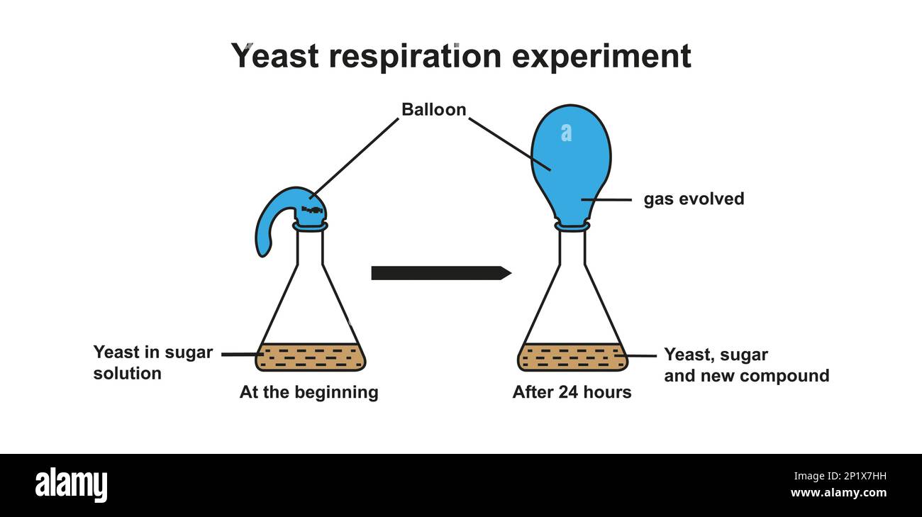 Experimento de respiración de levadura, ilustración Foto de stock