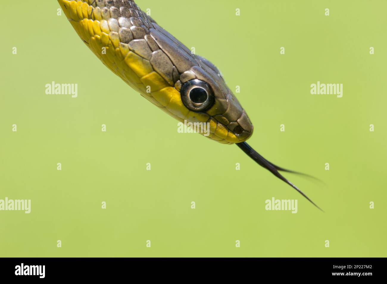 Green Tree Snake juvinile with Tongue Out.Dendrelaphis punctulata Bundaberg Queensland Australia Foto de stock