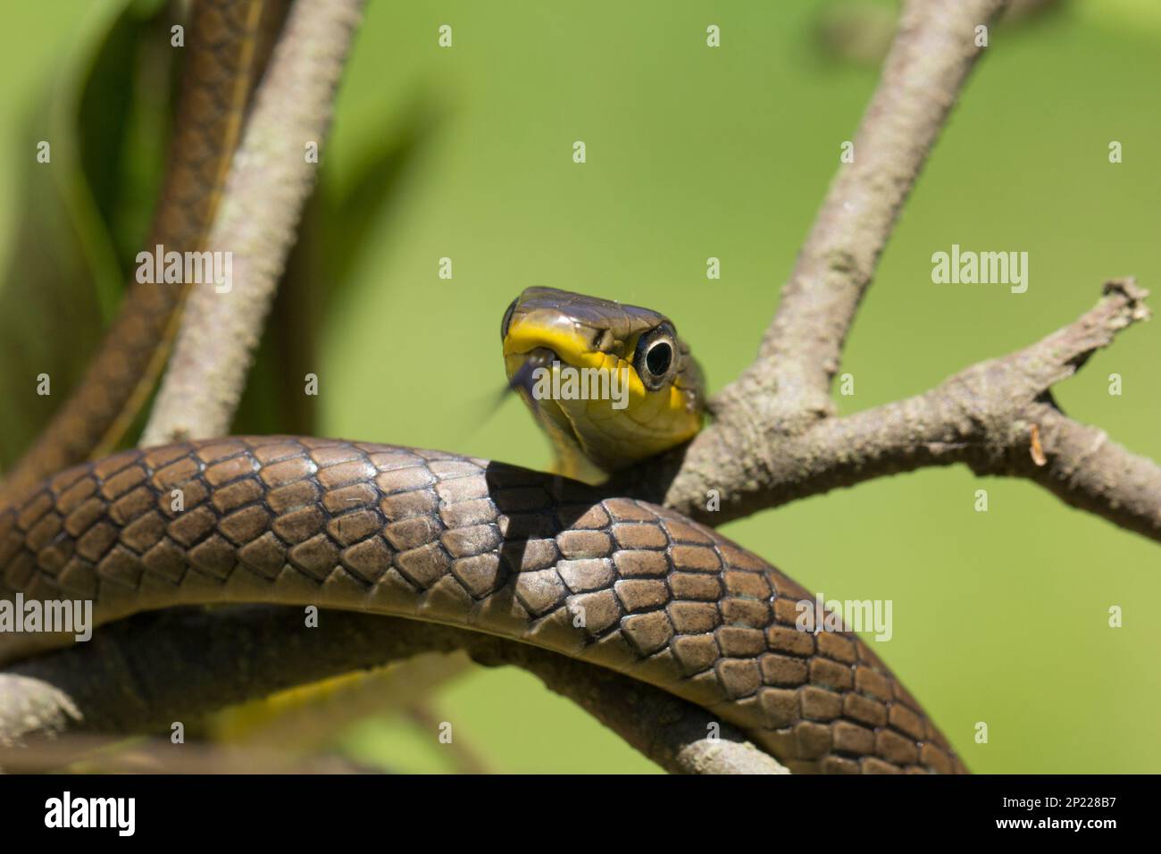 Juvinile verde de la serpiente del árbol con la lengua hacia fuera que muestra una coloración marrón clara.Dendrelaphis punctulata Bundaberg Queensland Australia Foto de stock