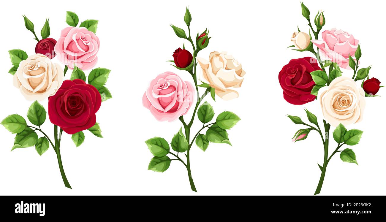 Flores de rosa. Ramas de rosas rojas, rosadas y blancas aisladas sobre un fondo blanco. Conjunto de ilustraciones vectoriales Ilustración del Vector