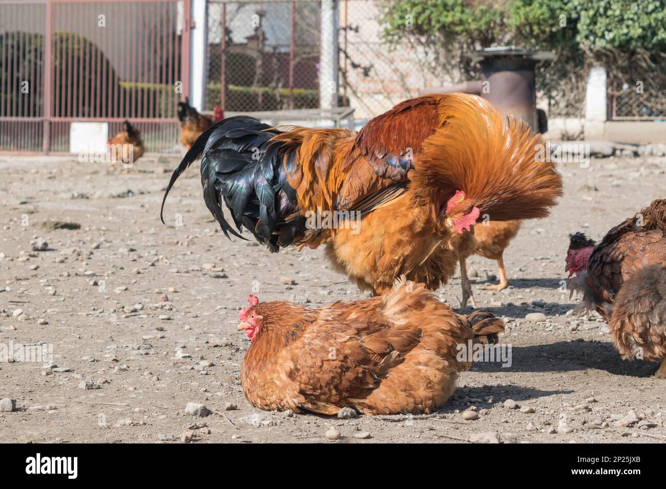 gallo con gallinas en el patio trasero Foto de stock