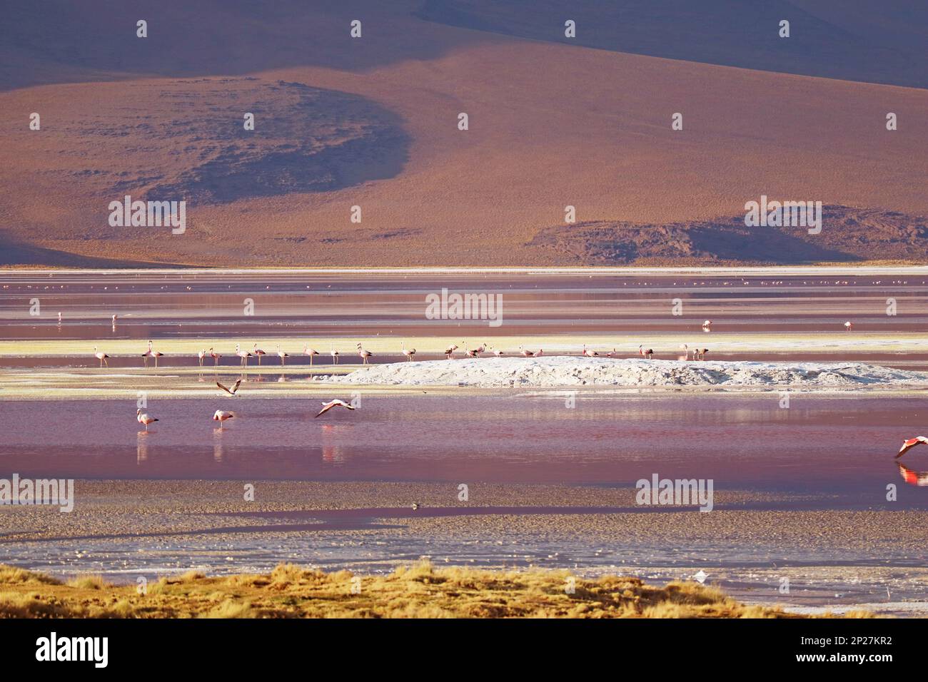 Increíble Vista Panorámica de Laguna Colorada o la Laguna Roja con bandada de flamencos pastando, Altiplano Boliviano, Bolivia, América del Sur Foto de stock