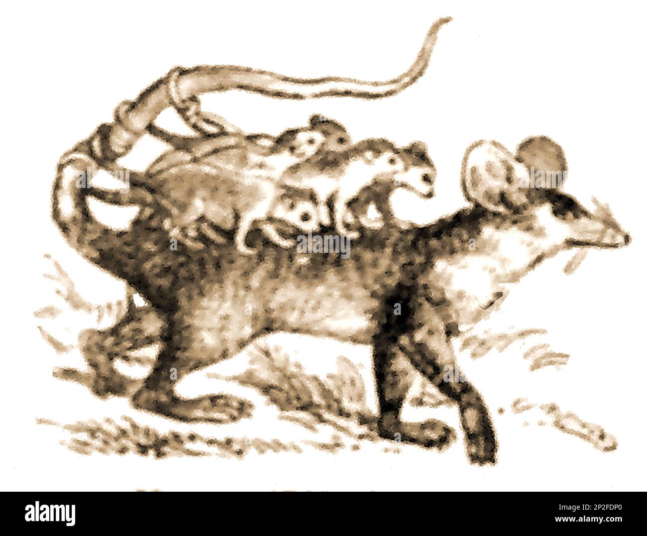 Una ilustración del siglo 19th de una marmosa típicamente llevando a su joven en su espalda. A diferencia de muchos marsupiales, las zarigüeyas de ratón hembra no poseen una bolsa Foto de stock