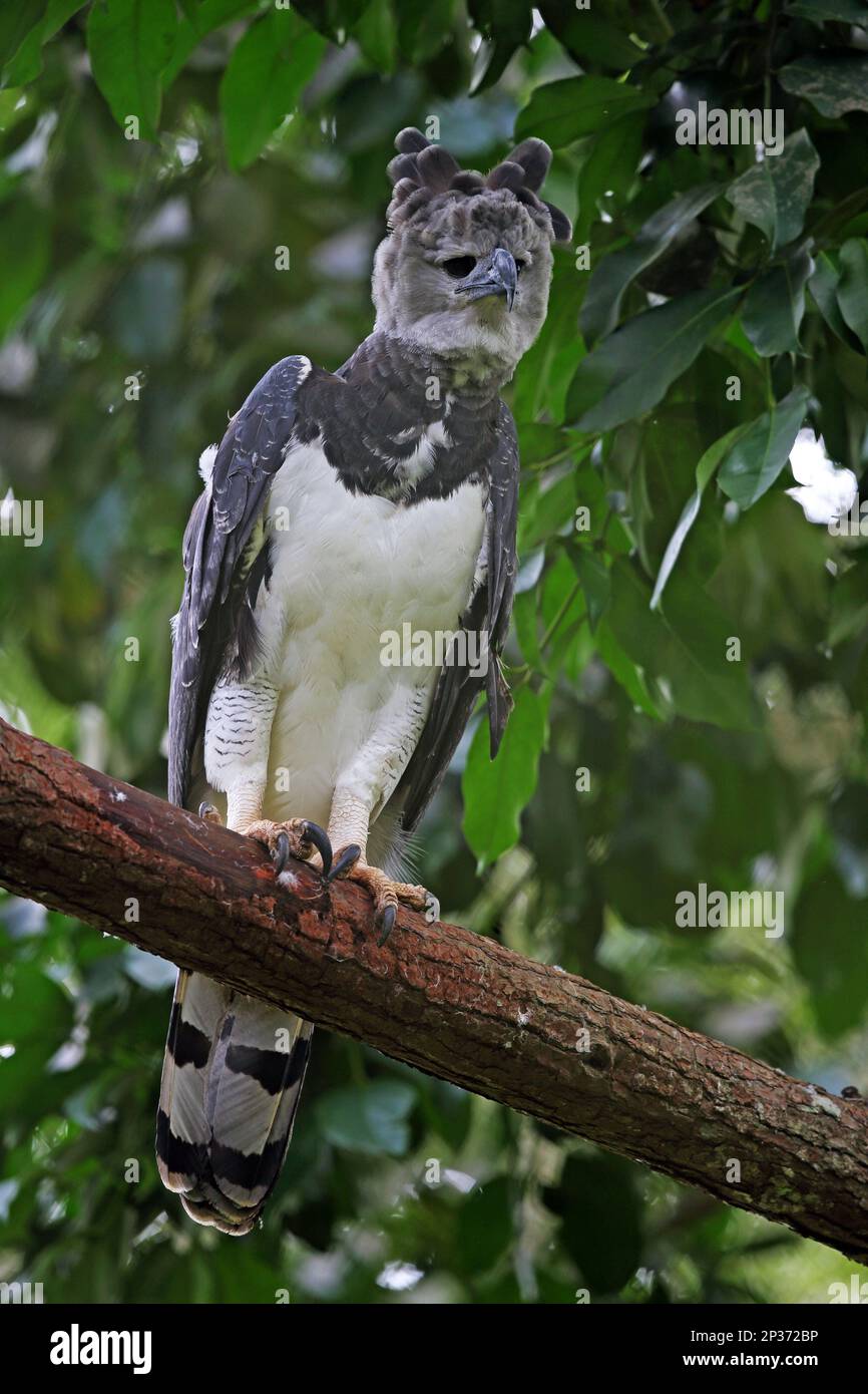 Harpy eagle panama fotografías e imágenes de alta resolución - Alamy