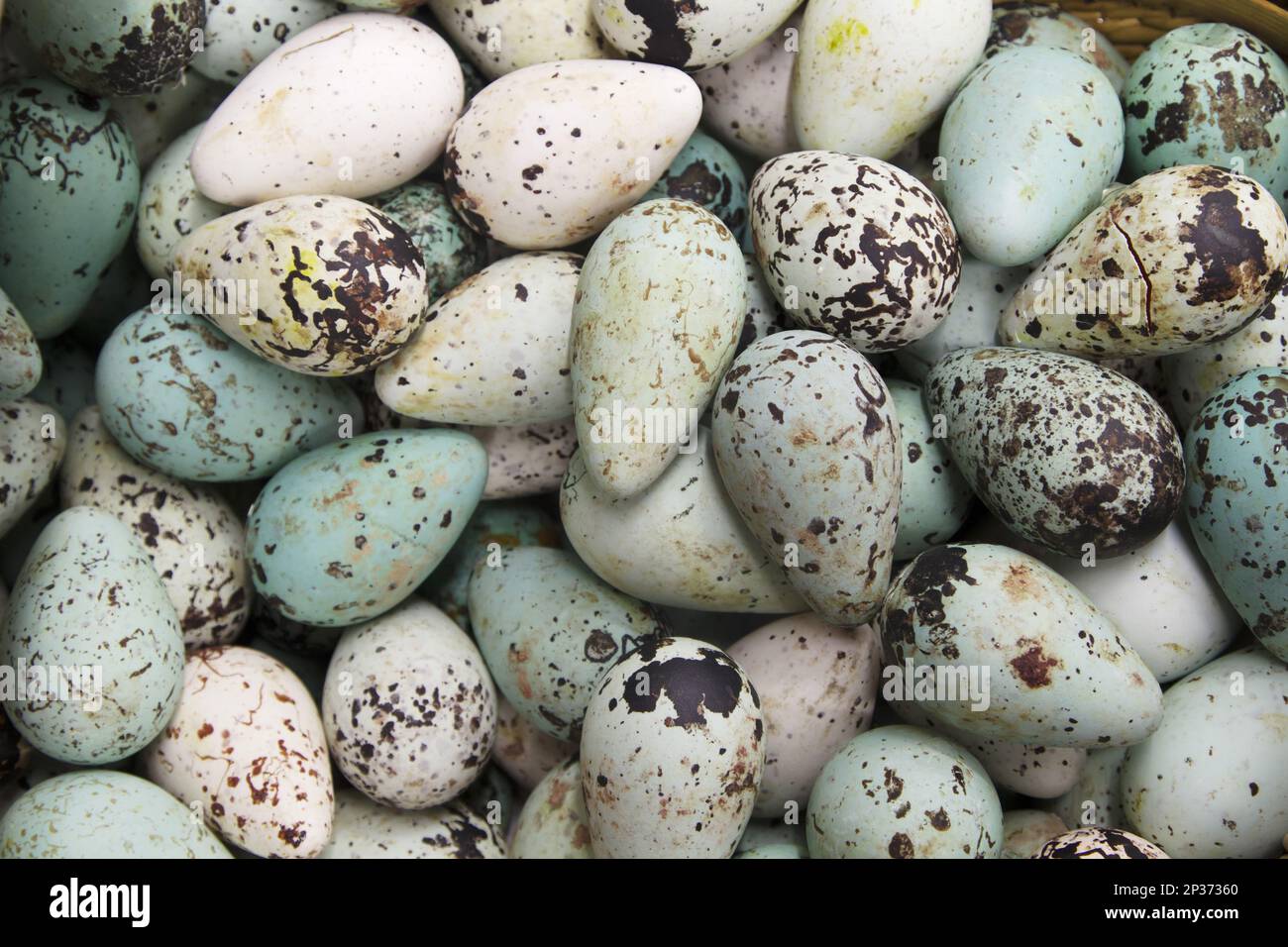 Huevos comunes de guillemota (Uria aalge), para la venta en supermercado, Islandia Foto de stock