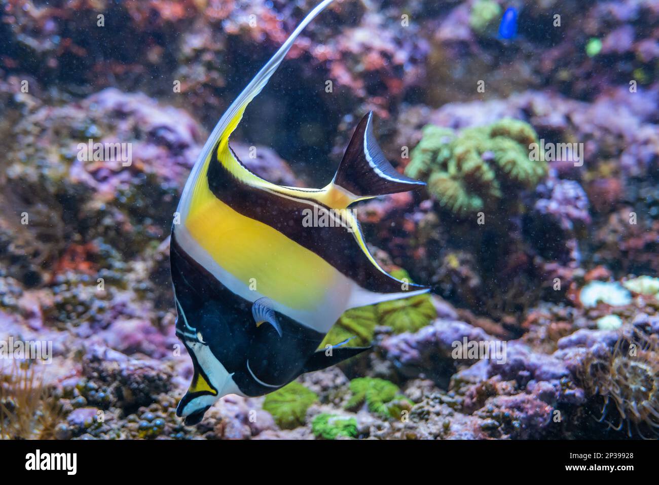 El ídolo morisco (Zanclus cornutus) peces marinos de la familia Zanclidae, habitante de arrecifes tropicales a subtropicales y lagunas de la región Indo-Pacífico Foto de stock