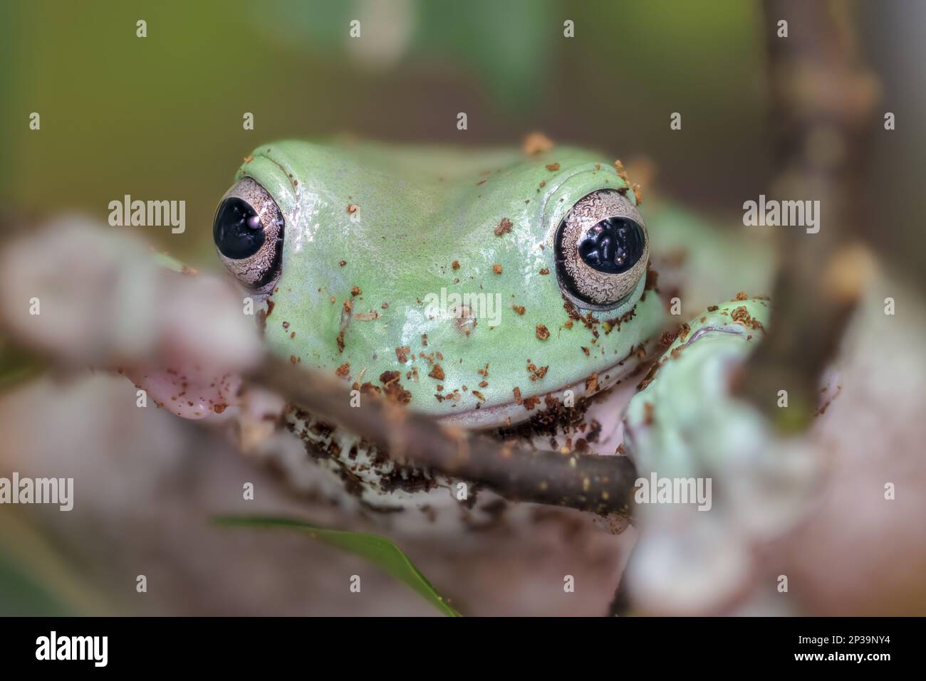 Rana australiana de árbol azul, litoria (Litoria caerulea). Foto de stock