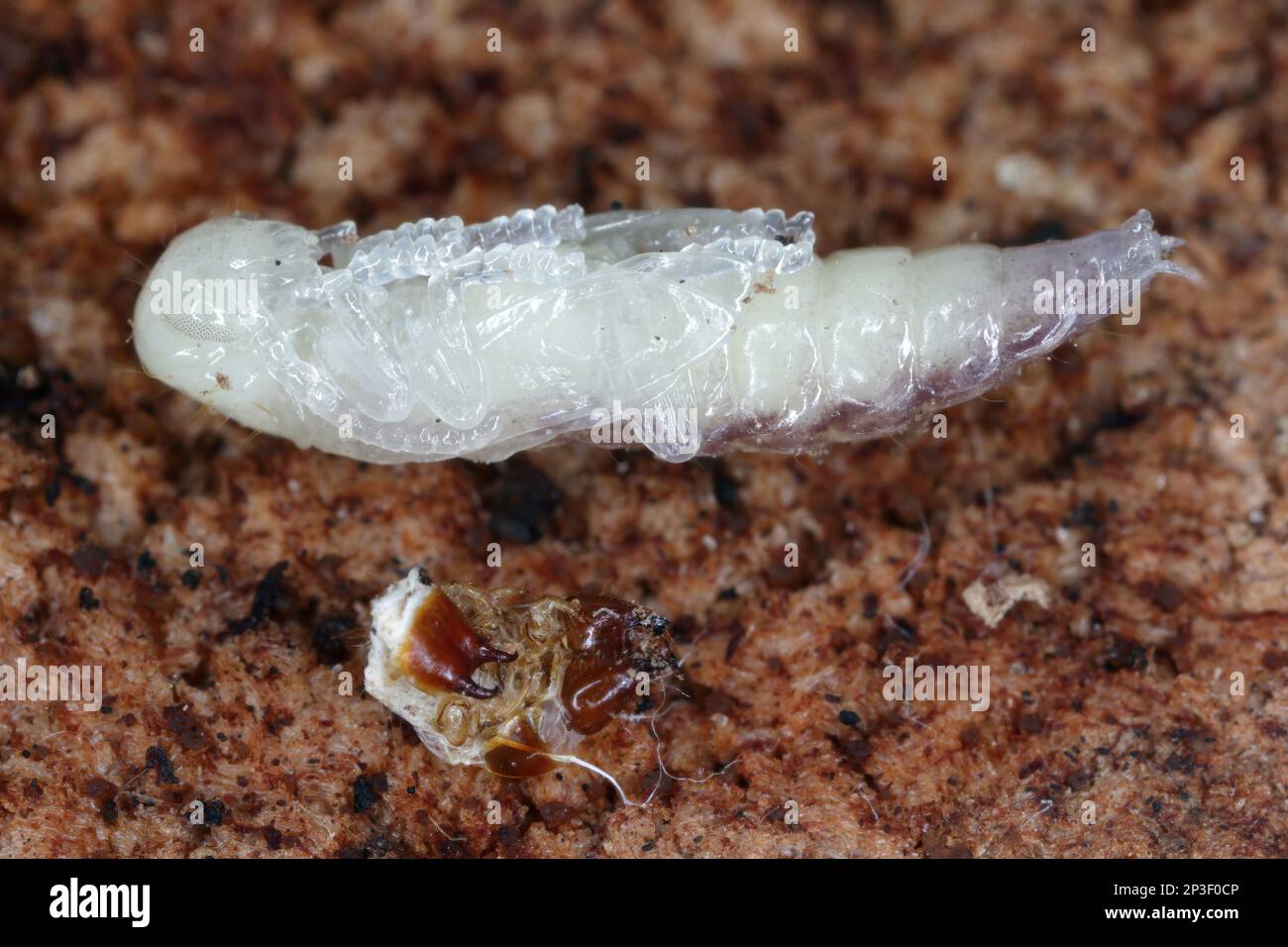 Detalle de un escarabajo a cuadros, Tillus elongatus, escarabajo a cuadros, familia Cleridae. La etapa de desarrollo de esta especie: Pupa. Foto de stock