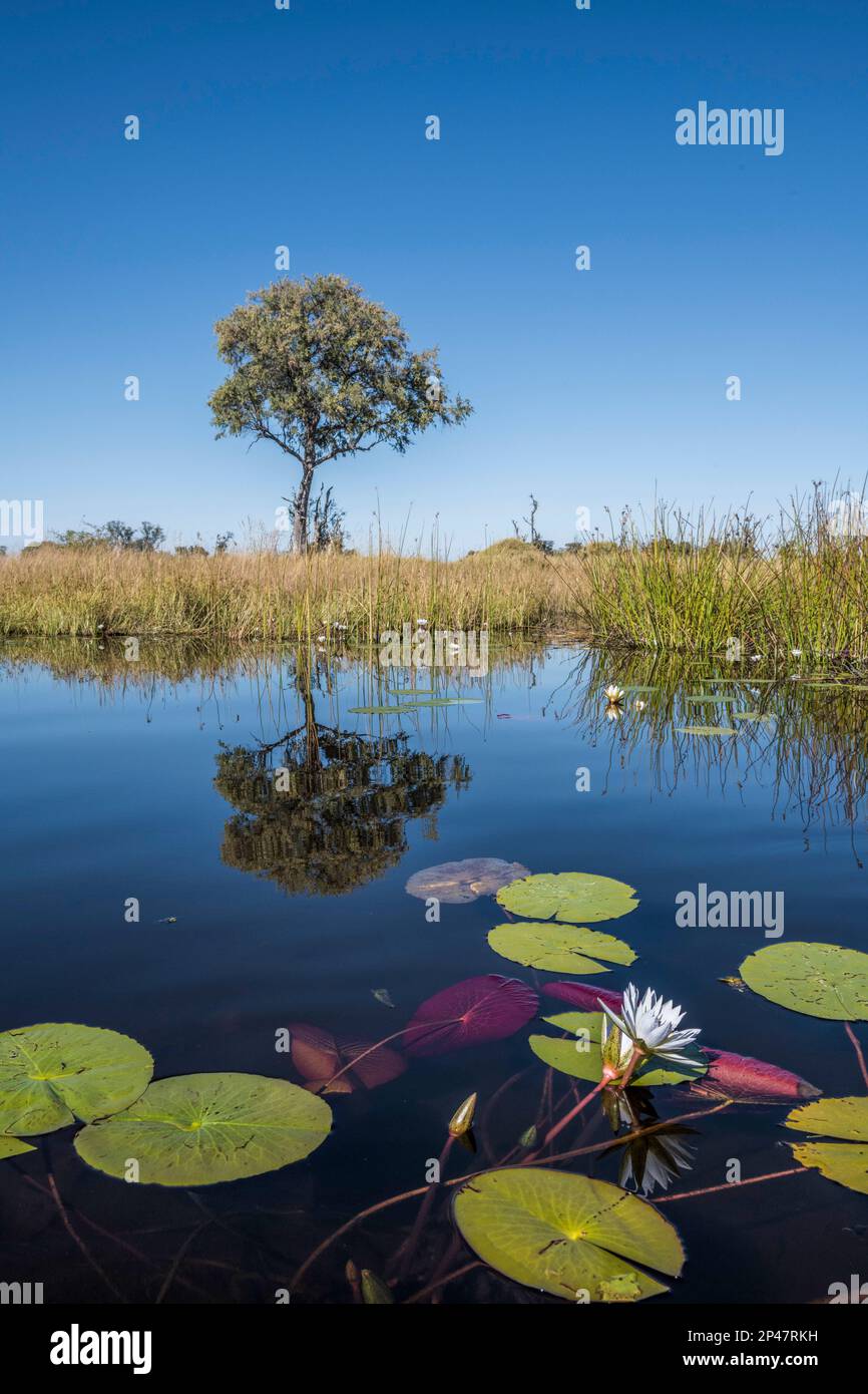 África, Botsuana, Delta del Okavango. Las almohadillas de lirio salpican el primer plano como un solo árbol se refleja en el río en la distancia. Foto de stock