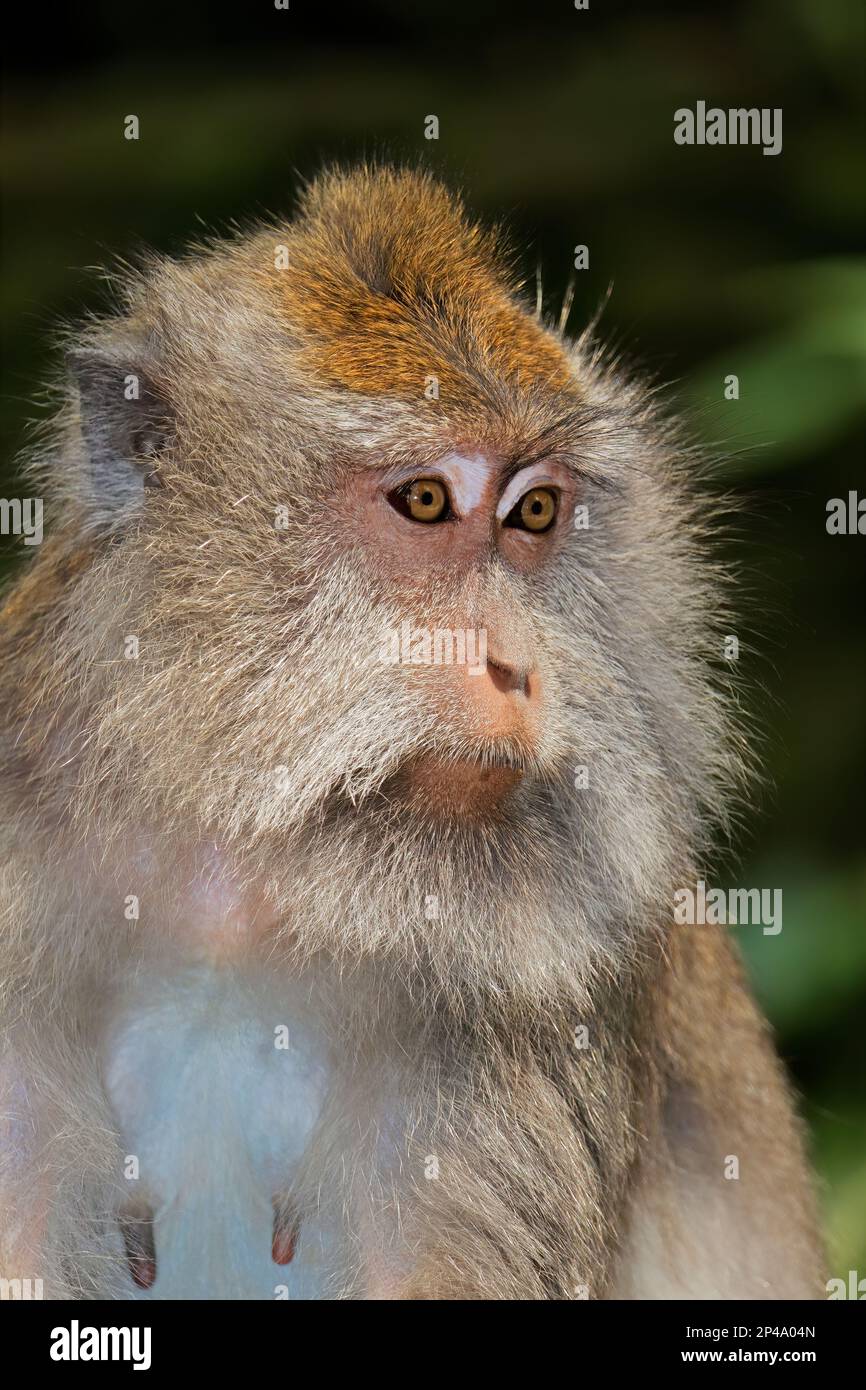 Retrato de un mono de cola larga balinés (Macaca fascicularis), Ubud, Bali, Indonesia Foto de stock