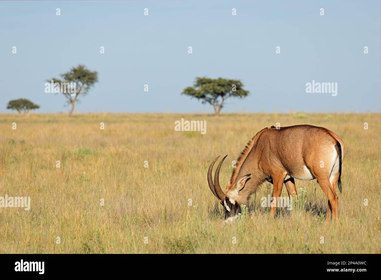 Un antílope roano raro (Hippotragus equinus) en el prado abierto, Parque Nacional Mokala, Sudáfrica Foto de stock