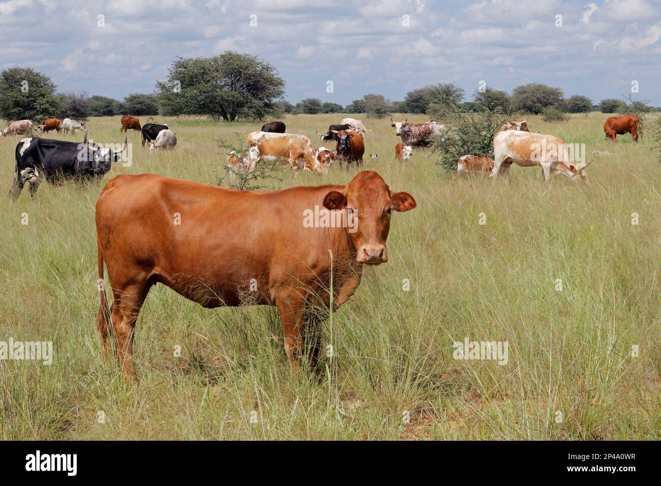 Rebaño de ganado de campo libre pastando en pastizales en una granja rural, Sudáfrica Foto de stock