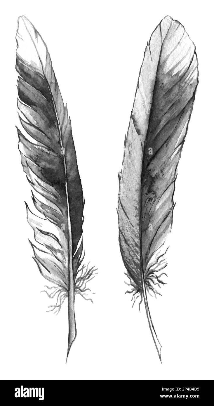 Ilustración de conjunto de plumas de colores isoalted en blanco
