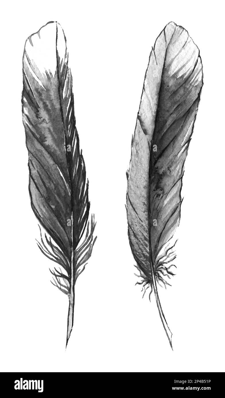 Ilustración de conjunto de plumas de colores isoalted en blanco