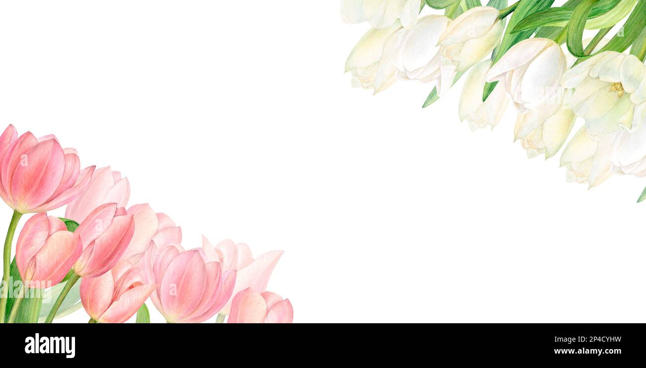 Ilustración de acuarela de dos hermosos ramos de tulipanes rosados y blancos en las esquinas. Perfectamente dibujado a mano sobre un fondo blanco. Foto de stock