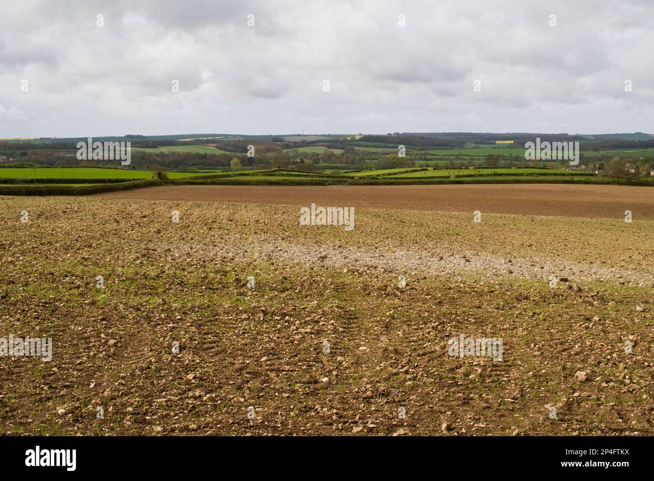 Trigo (Triticum aestivum), campo sembrado con trigo de primavera, cerca de Dorchester, Dorset, Inglaterra, Reino Unido Foto de stock