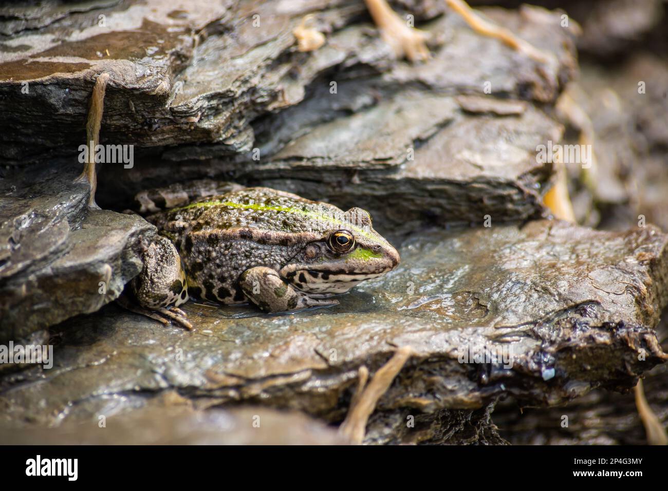 Una rana verde, Lithobates clamitans, descansa en un cameo cerca de un estanque. Foto de stock