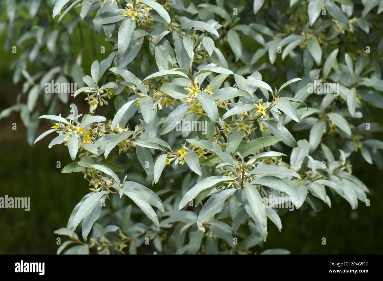 Arbusto ornamental, Elaeagnus angustifolia Mercurio en flor, en un jardín rural Foto de stock