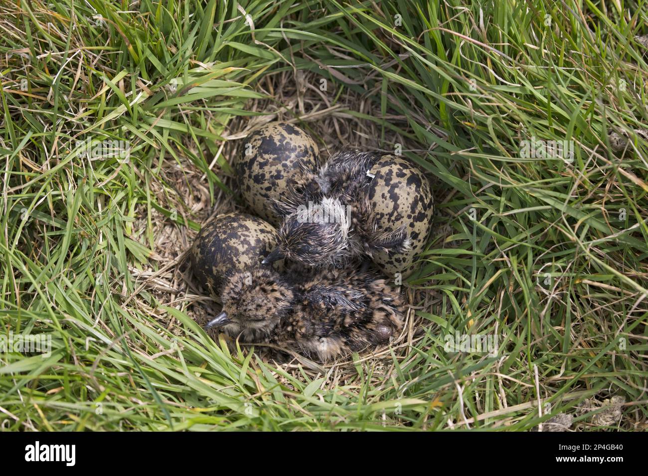 Northern Lapwing (Vanellus vanellus) Dos pollitos, eclosionando de huevos en nido, Suffolk, Inglaterra, Reino Unido Foto de stock