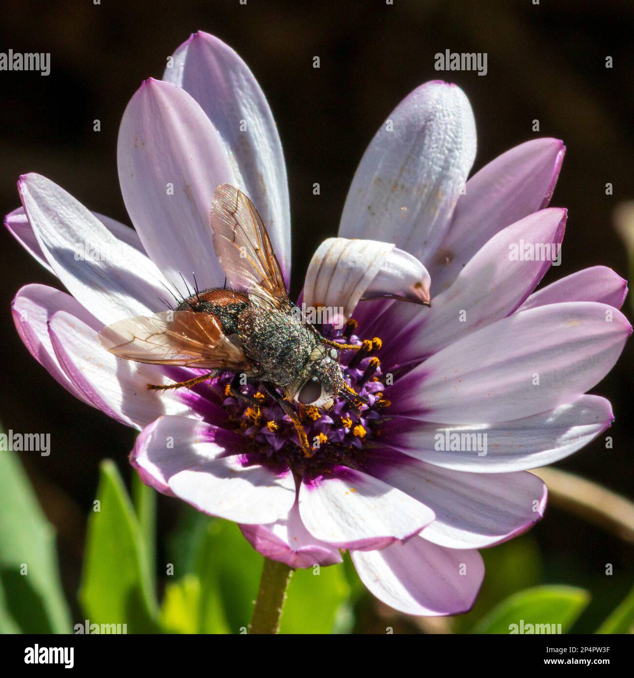 Peleteria rubescens, mosca parásita Foto de stock