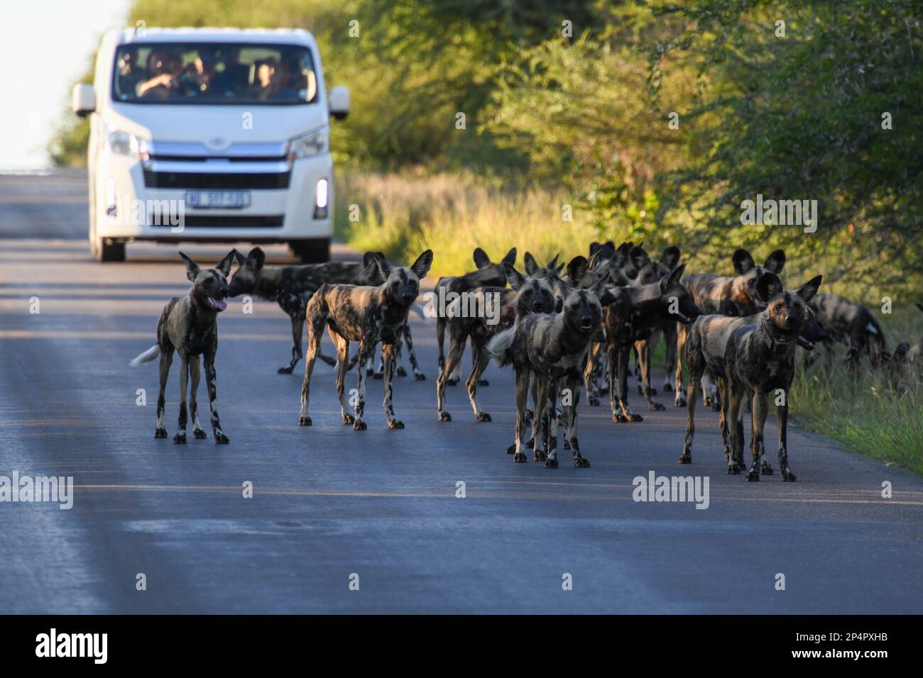 Parque Kruger, Sudáfrica - 9 de enero de 2023: Coche turístico entre la manada de perros salvajes en el parque nacional Kruger en Sudáfrica Foto de stock