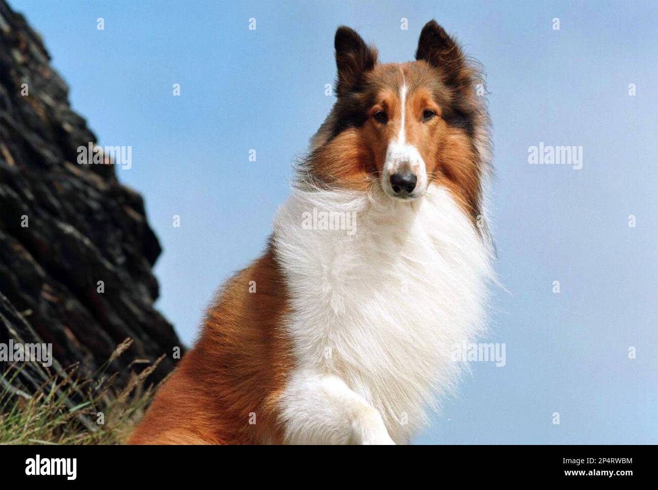 Perro lassie fotografías e imágenes de alta resolución - Alamy