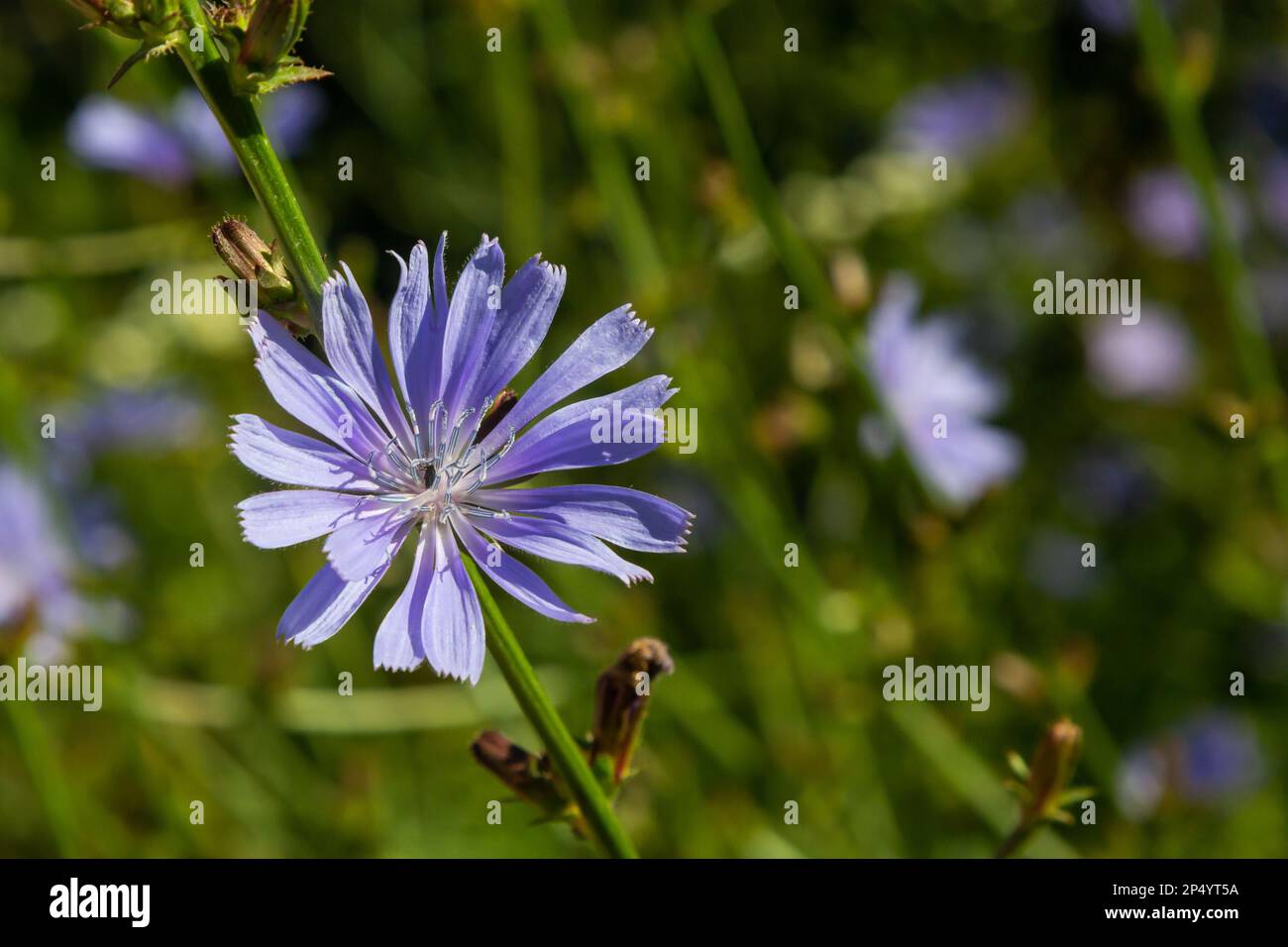 Achicoria floreciente, achicoria común Cichorium intybus. Planta de