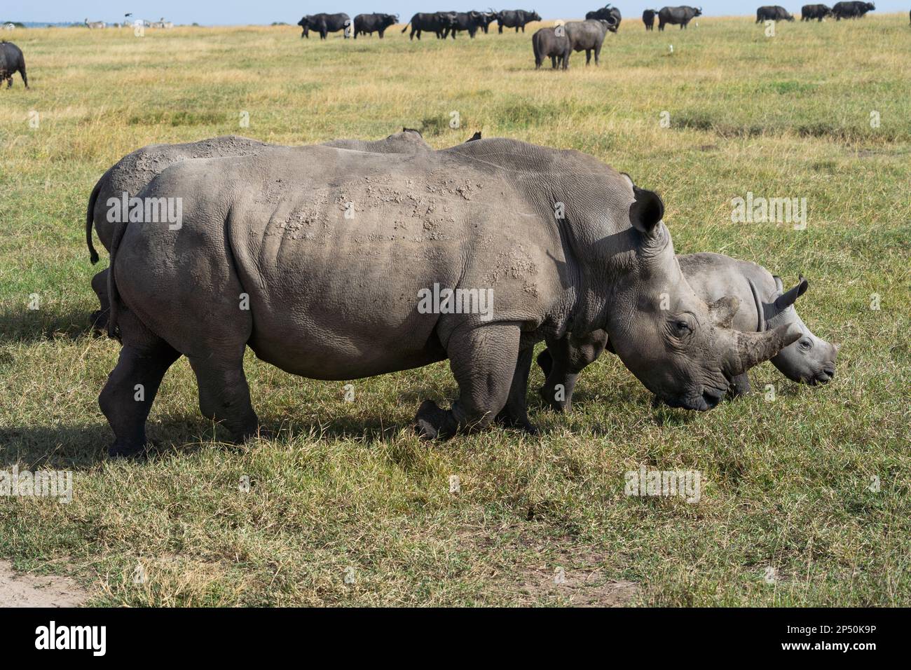 Madre y bebé del rinoceronte blanco del sur en OL Pejeta Conservancy Kenia Foto de stock