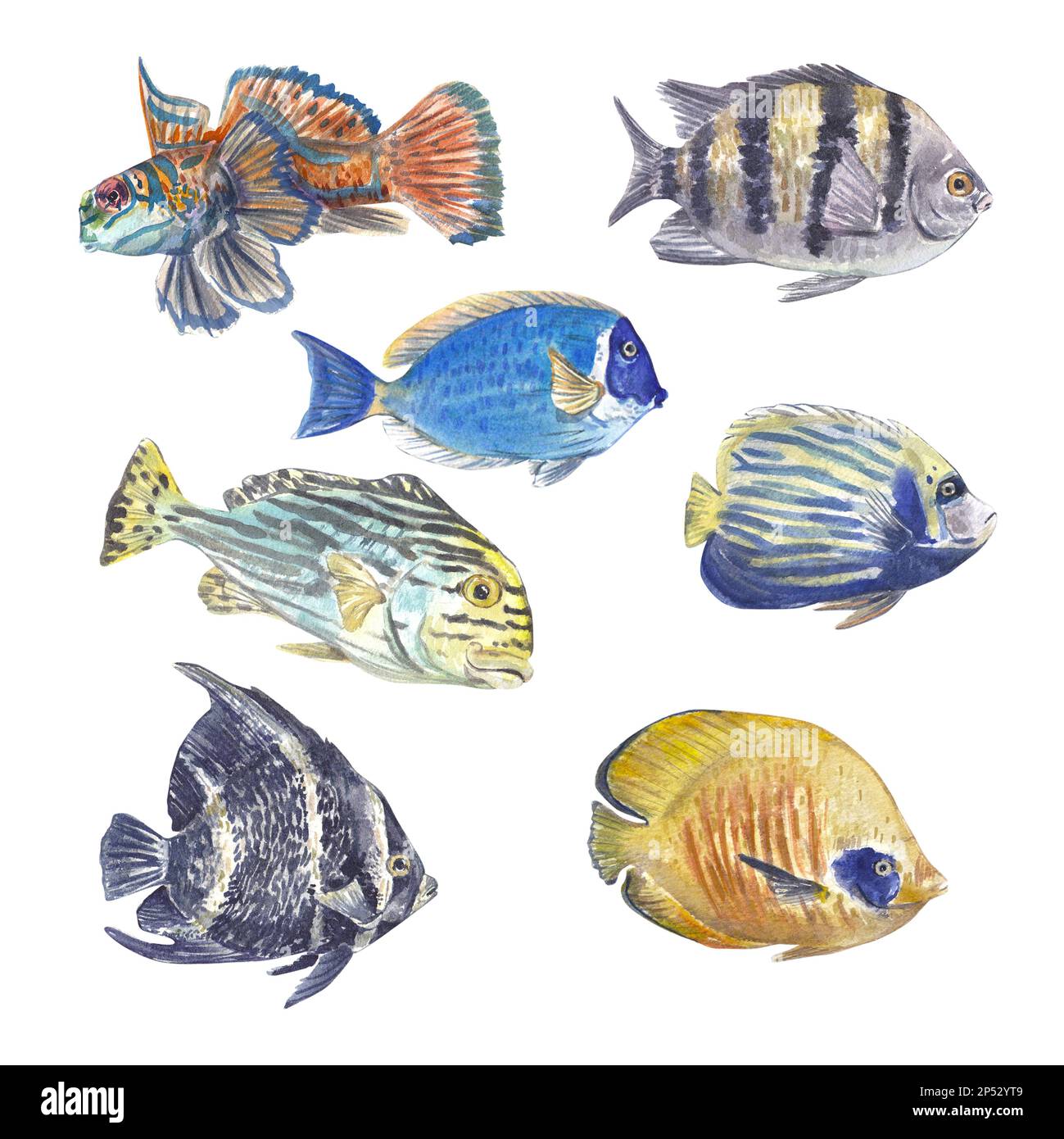 Un conjunto de peces tropicales brillantes sobre un fondo blanco. Ilustración de acuarela de animales exóticos con patrones inusuales. Adecuado para el diseño de websi Foto de stock