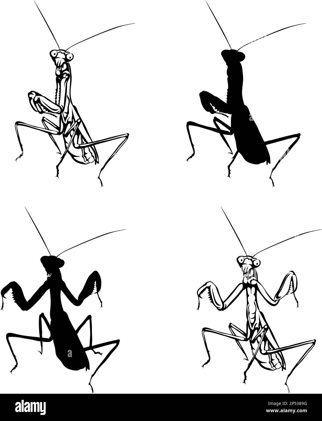 Mantis, insecto mantis, varias imágenes, vector, negro, silueta, naturaleza, realismo Ilustración del Vector