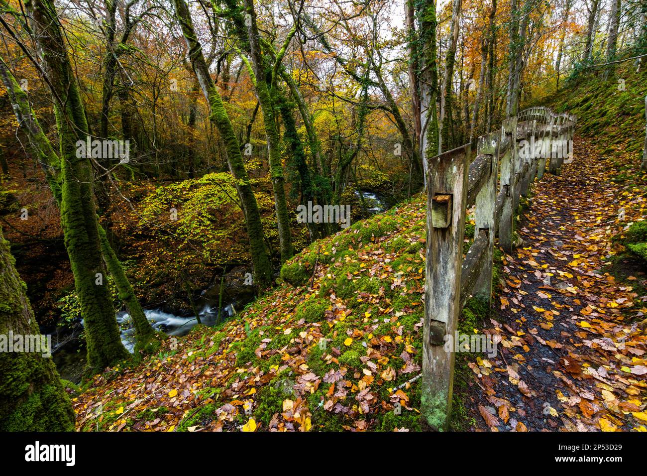 Camino del Reino Unido con la cerca en los bosques en otoño o otoño con las hojas caídas en el Torrent Walk o Llwybr Clywedog, cerca de Dolgellau, Snowdonia, Gales del Norte, Reino Unido w Foto de stock