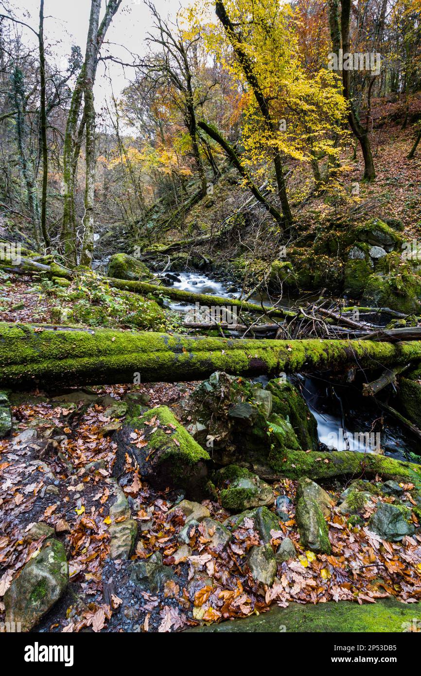 Bosques del Reino Unido en otoño o otoño con hojas caídas en el Torrent Walk o Llwybr Clywedog, cerca de Dolgellau, Snowdonia, Norte de Gales, Reino Unido con río o arroyo Foto de stock