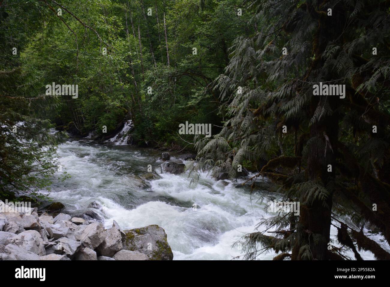 Los rápidos de Silverhope Creek, un afluente del río Fraser, en la selva templada de coníferas, cerca de Hope, Columbia Británica, Canadá. Foto de stock