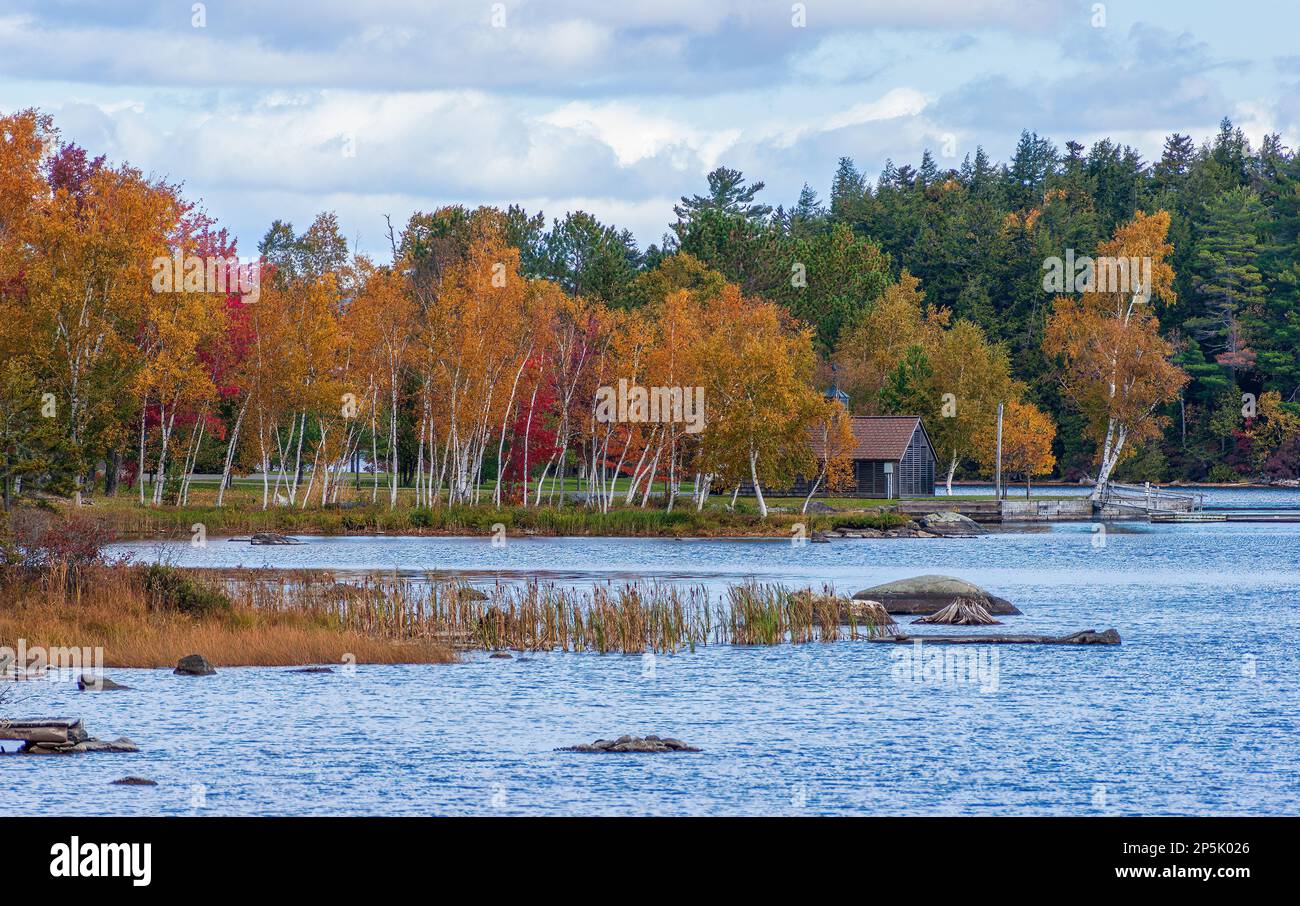 Arboleda de abedules en colores otoñales, bordeando la orilla del lago Moosehead. Follaje pico en Nueva Inglaterra. Rockwood, Maine, EE.UU. Foto de stock