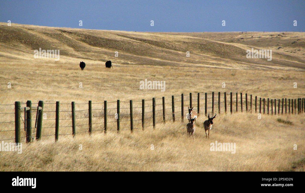 This undated photo shows the N Bar Ranch in central Montana. The ranch