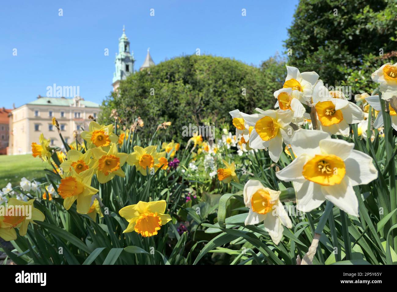 Flores de primavera en Cracovia, Polonia. Castillo de Wawel, narcisos y tulipanes en el jardín. Enfoque selectivo en las flores. Foto de stock