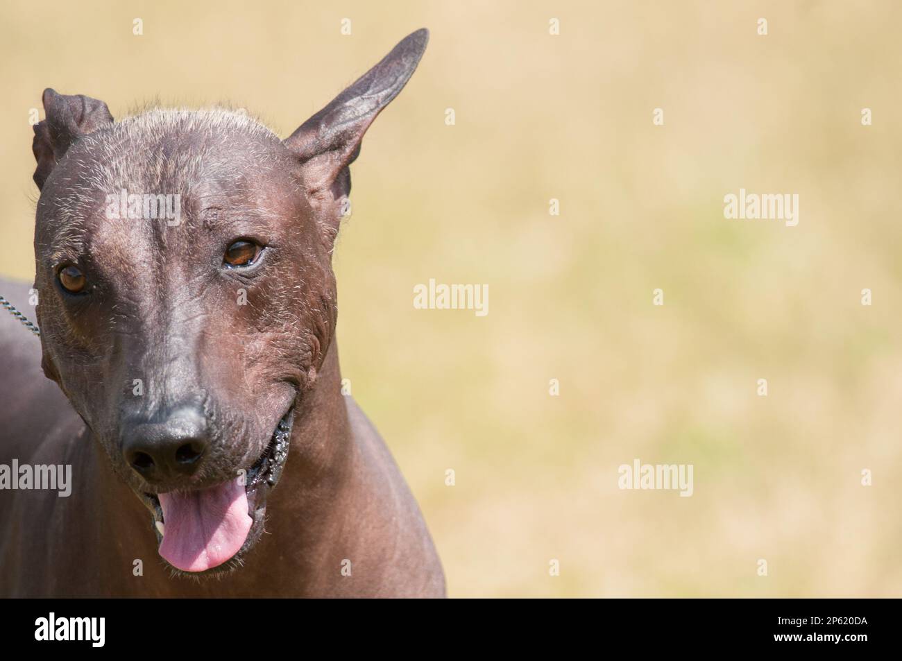 Perro xoloitzcuintle fotografías e imágenes de alta resolución - Alamy Perro xoloitzcuintle fotografías e imágenes de alta resolución - Alamy
